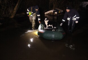 Катастрофа в притулку 
